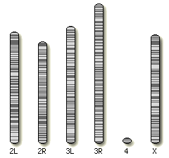 Fruitfly karyotype selector