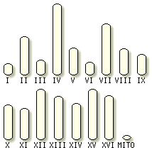 Yeast karyotype selector