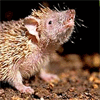 Tenrec