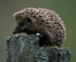 Hedgehog
