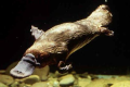 Duck-billed platypus