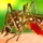 Aedes aegypti