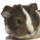 Cavia porcellus