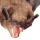 Myotis lucifugus